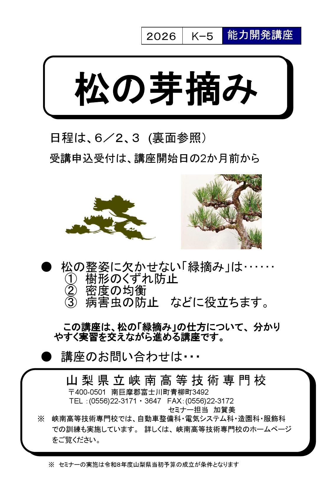 松の芽摘みの写真です。